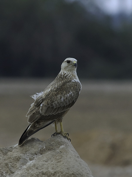 Arohiirihaukka, Long-legged Buzzard, Buteo rufinus